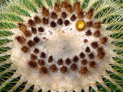 Echinocactus ingens.JPG