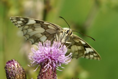 Marbled White Front
