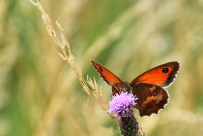 Gatekeeper Back Light