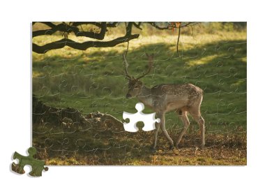 Deer Jigsaw
