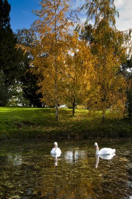 I Saw Two Swans