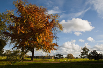 Autumn Croome