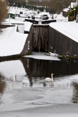 Top Lock Swan