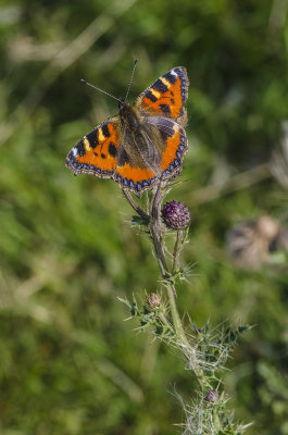 Small Tortoiseshell 