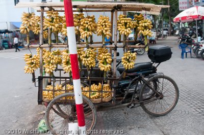 _DSC5608NotMyGenesJustMyBananas.jpg
