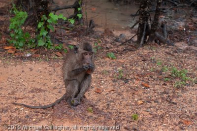_DSC6097_Long-Tailed Macaque.jpg