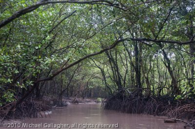 _DSC6114_Mangrove_Vam Sat.jpg