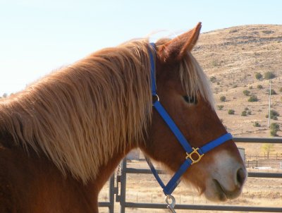 rescue_ranch