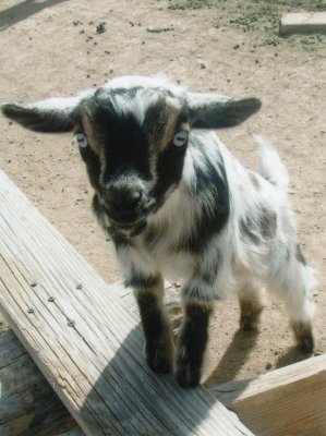 rescue_ranch