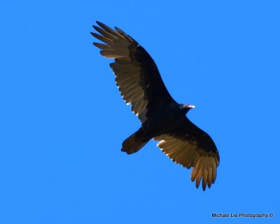 Juvenile Turkey Vulture maybe