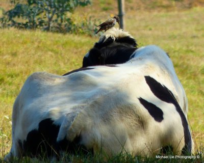 Cow's hairstylist