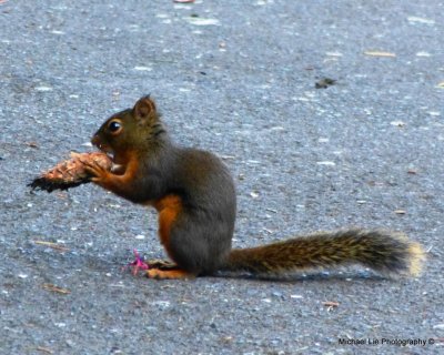 Douglas Squirrel with pine cone