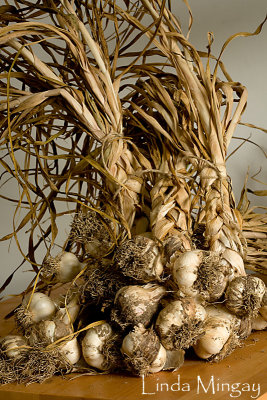 18th August 2010 - first harvest