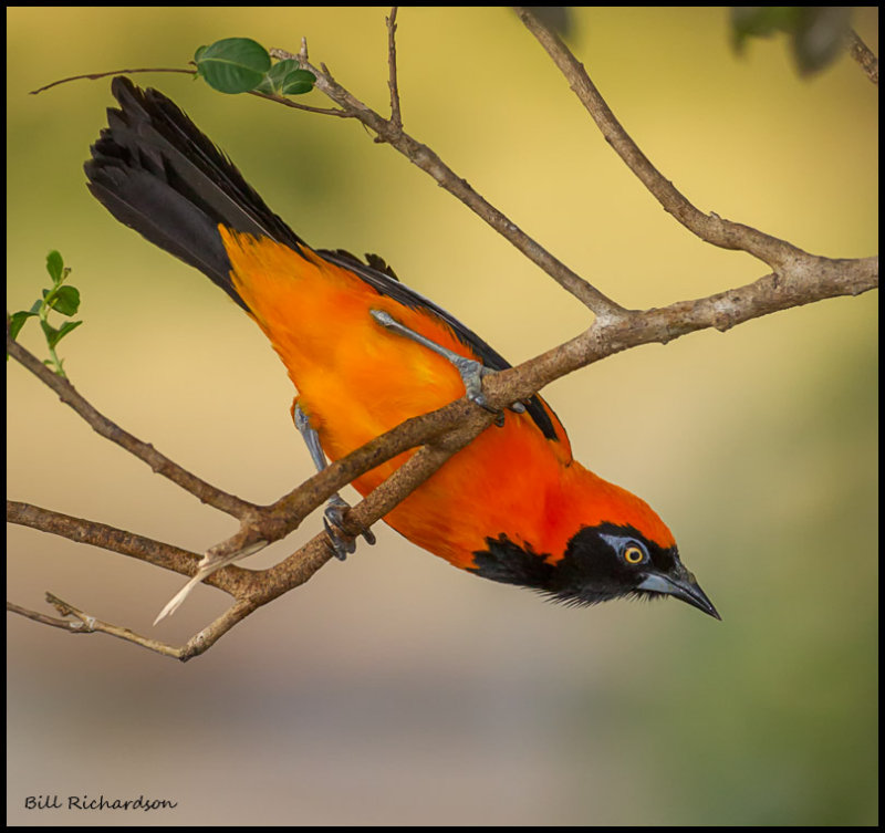 Orange-backed Troupial hanging.jpg