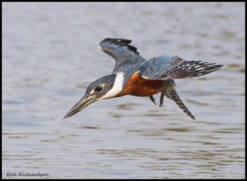 Ring-Necked  kingfisher in flight (male) (1).jpg