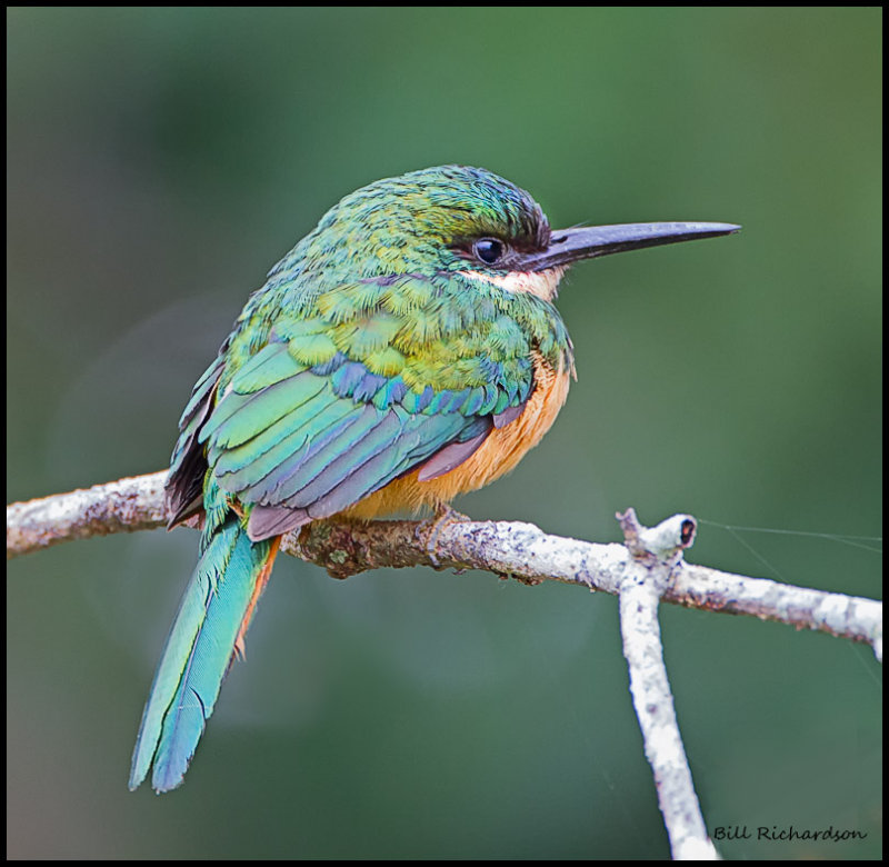 Rufous-tailed Jacamar  (female)2.jpg