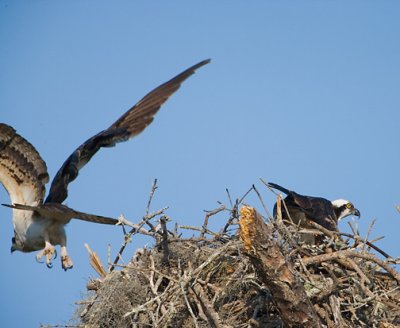 osprey changing of the guard.jpg