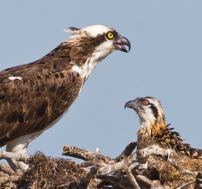 osprey w chick closeup.jpg