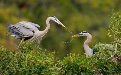 great blue heron 2.jpg