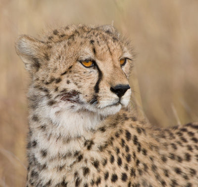 cheetah mom.jpg