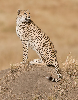 cheetah on termite hill.jpg