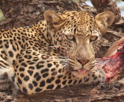 leopard with kill.jpg