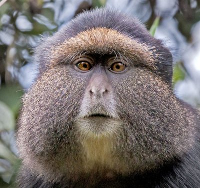 golden monkey portrait.jpg