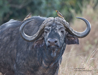 cape buffalo portrait.jpg