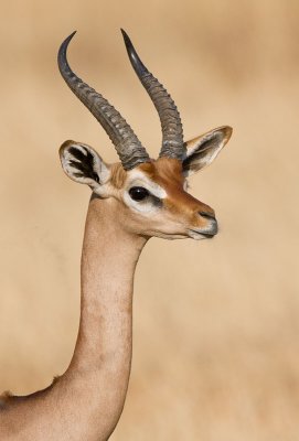 gerenuk portrait.jpg