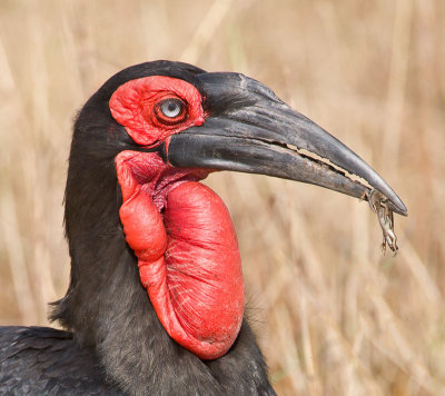 ground-hornbill.jpg