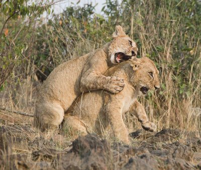 lion cubs play rough.jpg