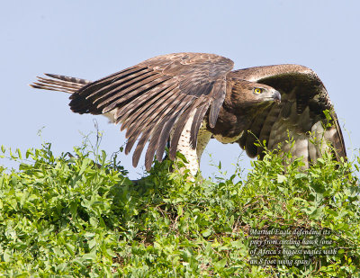 martial eagle.jpg