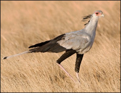 secretary bird.jpg