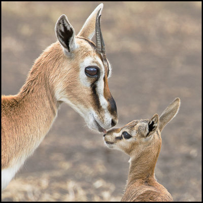 Thomsons gazelle w baby.jpg