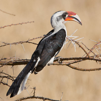 Von der Deckens hornbill.jpg