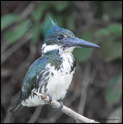 Amazon Kingfisher (female).jpg