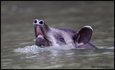 Brazilian tapir.jpg