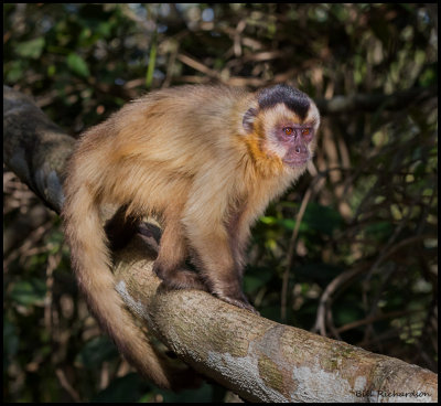 Capuchin monkey.jpg