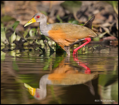 Gray Necked Wood Rail.jpg