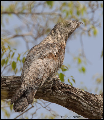 Great Potoo.jpg