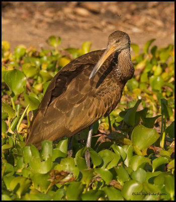 Limpkin.jpg
