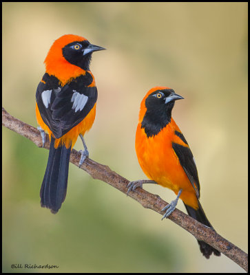Orange-backed Troupial.jpg