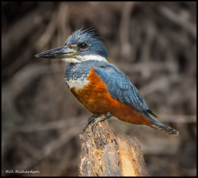 Ring-Necked  kingfisher  (male) 