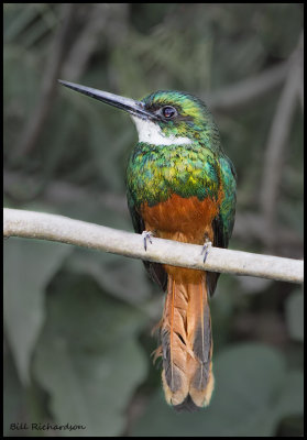 Rufous-tailed Jacamar (male).jpg