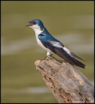 White Winged Swallow.jpg