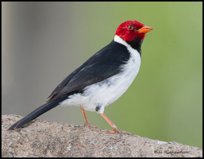 Yellow Billed Cardinal.jpg