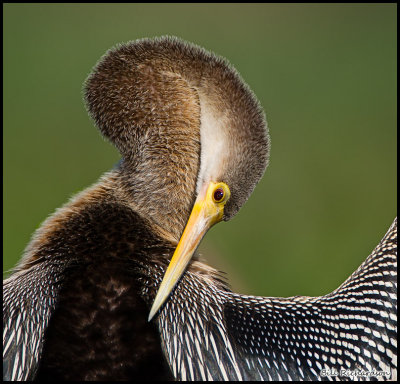 anhinga grooming.jpg