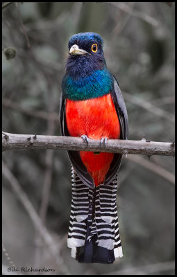 blue crowned trogon.jpg