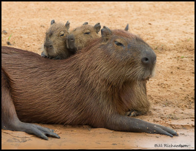 capybara family.jpg