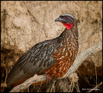 chestnut-bellied guan.jpg